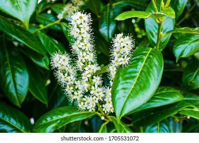 Leaves And Buds Of English Laurel,close-up Of A Flower