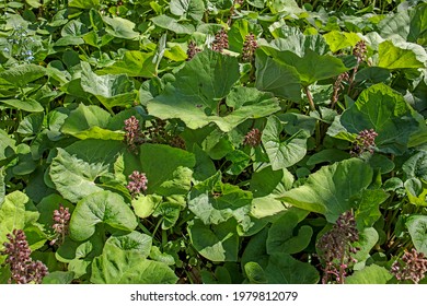 leaves of butterbur or pestilence wort. Petasites hybridus, the butterbur, is a herbaceous perennial flowering plant in the daisy family Asteraceae, native to Europe and northern Asia.