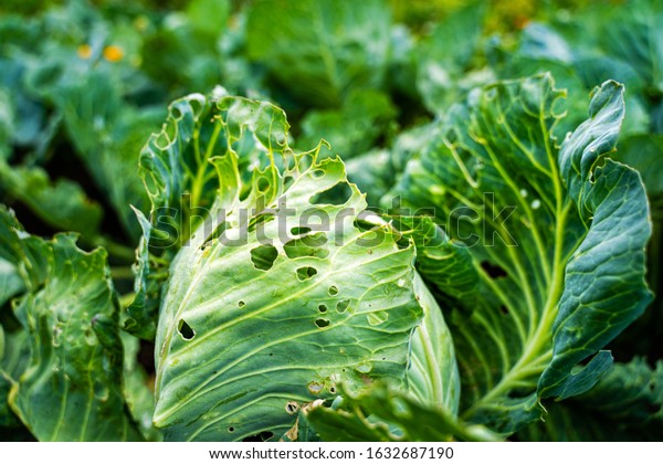 Leaves of cabbage boiled up are\
damaged by parasites. Harvest destruction by cabbage cabbage\
worm