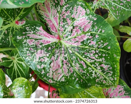The leaves of the Caladium Pink Cloud tree are large and beautiful. The leaves are green with clear lines and speckled with pink and white.
