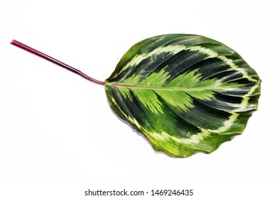 The Leaves Of Calathea Medallion