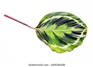 The Leaves Of Calathea Medallion