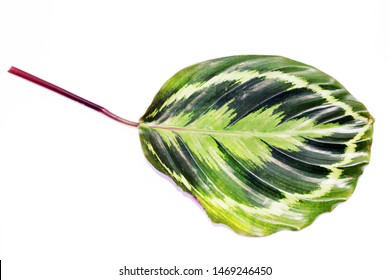 The Leaves Of Calathea Medallion