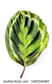 The Leaves Of Calathea Medallion