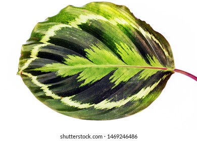 The Leaves Of Calathea Medallion