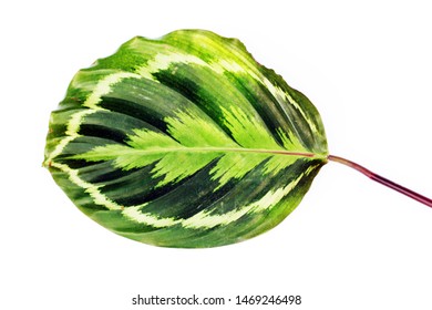 The Leaves Of Calathea Medallion