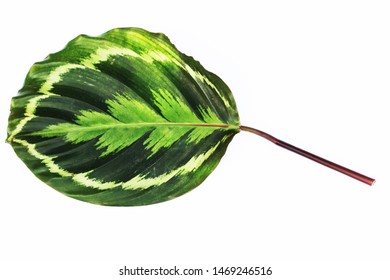 The Leaves Of Calathea Medallion