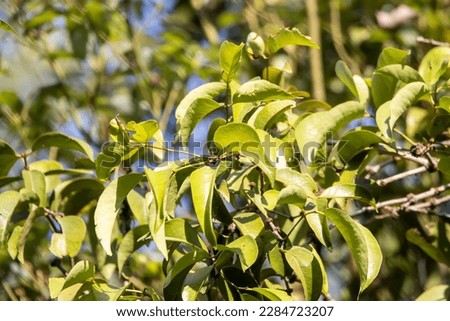 Leaves of a camphor tree, Cinnamomum camphora