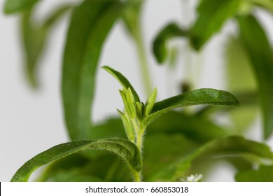 Leaves Of Of A Candyleaf Plant (Stevia Rebaudiana)