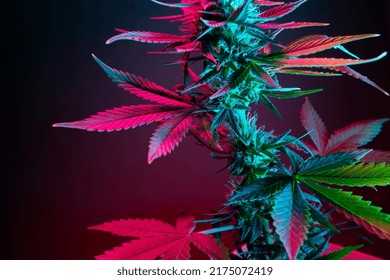 Leaves Of A Cannabis Plant Close Up. Colored Pink Leaf Of Medical Marijuana On A Dark Background. Modern Aesthetic Art Photo Of Cannabis Foliage In Purple Pink Light. Hemp Herb Leaves