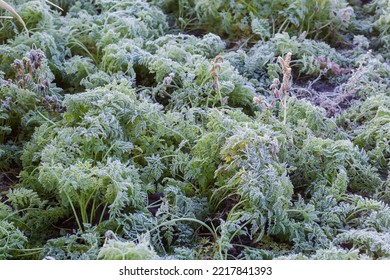 Leaves of the carrot covered with hoarfrost on a field in frosty autumn morning, selective focus 