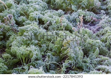 Leaves of the carrot covered with hoarfrost on a field in frosty autumn morning, selective focus 
