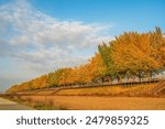 Leaves changing color in South Korea
Asan Ginkgo Tree Road South Korea