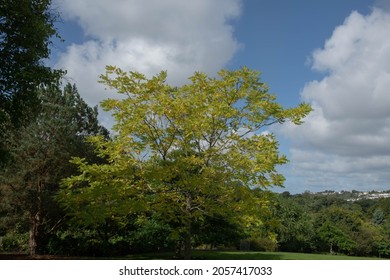 Leaves Changing Colour In Early Autumn On An American Or Black Walnut Tree (Juglans Nigra) Growing In A Woodland Garden In Rural Devon, England, UK