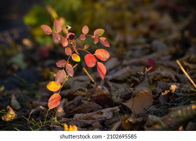Leaves chaning color during autumn. Close up of the leaves with special focus on ornage, red colored leave.