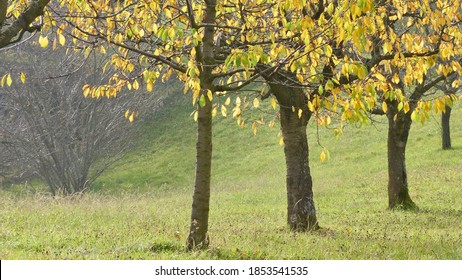 leaves of cherry tree in autumn with diffuse background in afternnon light near Titterten. HC Switzerland