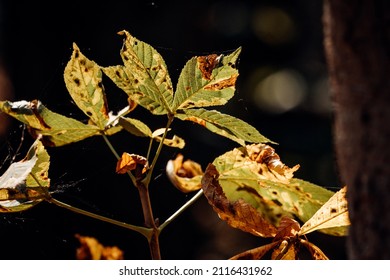 The leaves of a chestnut tree in the warm summer light. background very dark