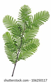 Leaves Of The Chinese Redwood Metasequoia Glyptostroboides Against A White Background