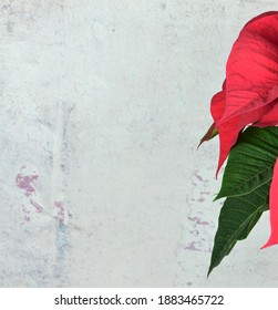Leaves of christmas plant, poinsettia, with stone background