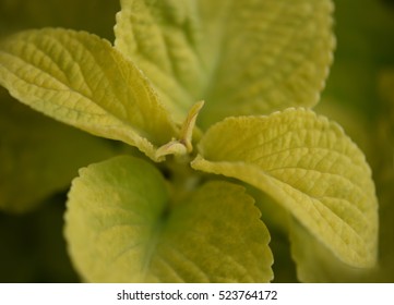Leaves close up