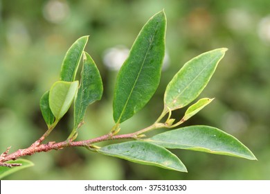 Leaves Of Coca Plant 