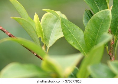 Leaves Of Coca Plant 