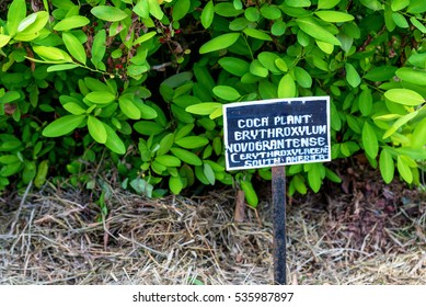 Leaves Of Coca Plant