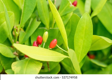 Leaves Of Coca Plant