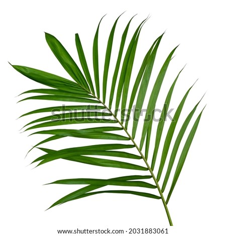 leaves of coconut or palm isolated on white background with clipping path for design elements, tropical leaf, summer background