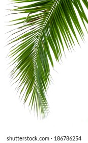 Leaves of coconut tree isolated on white background. - Shutterstock ID 186786254