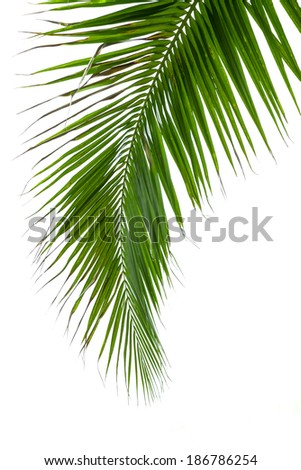 Leaves of coconut tree isolated on white background.