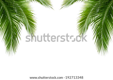 leaves of coconut tree isolated on white background, clipping path included