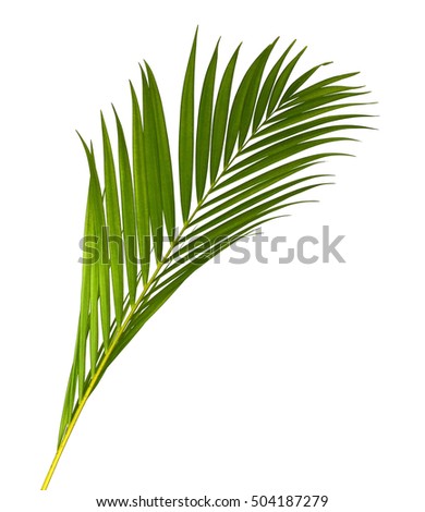 Leaves of coconut tree isolated on white background.