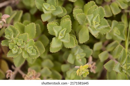 Leaves of Coleus comosus, scaredy cat plant, natural macro floral background