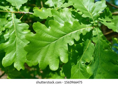 Leaves of a Common oak (Quercus robur) in spring
