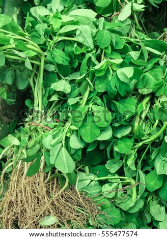 leaves consisting of three small oblong leaflets.