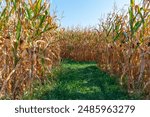 Leaves of corn at Halloween holiday entertainment maze in sunny evening. Corn plantation with green lush in field and farming of maize plants. Maize farm and harvest. Holiday Autumn and celebration.