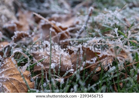 Leaves covered in frost on a cold winter morning. Frozen grass at dawn. Frost on the ground.