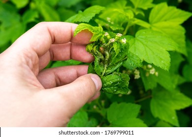 Leaves Of Currant. Symptoms Of Currant Leaf Damage By Blackcurrant Aphid Or Aphis Schneideri