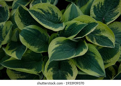 Leaves of the decorative hosta of the Wide Brim variety with a yellow border.