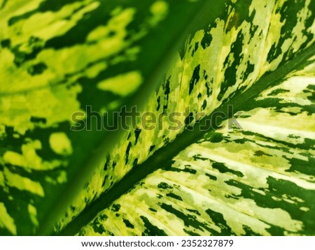 The leaves of the Dieffenbachia reflector, which are large leaves, are green with white and yellow mottling.