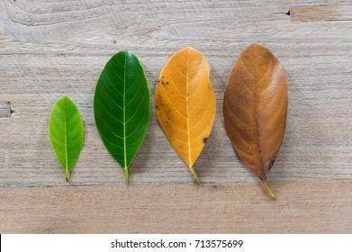 Leaves of different age of tree on wooden background, Seasonal concept colorful leaves with flat lay .