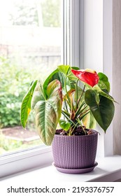Leaves diseases of Anthurium. Leaves have brown spots and dry. Leaf blight or leaf spot. Indoor Plant Problems. Improper care. - Shutterstock ID 2193376757