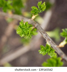 Leaves Are Dismissed On A Branch In The Early Spring