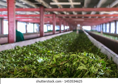 Leaves Dried Tea Factory Sri Lanka Stock Photo (Edit Now) 1453534625