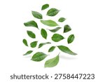 Leaves drift gently, adding movement and texture, PNG