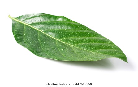 Leaves with drops isolated on white - Shutterstock ID 447665359
