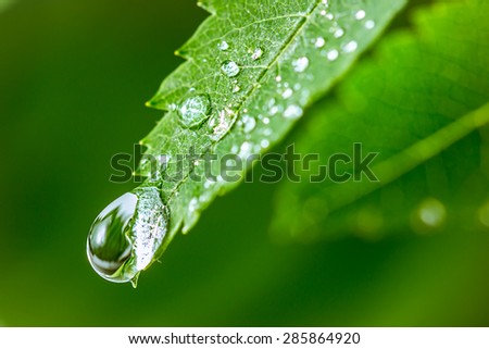 Leaves with drops of water. Can be used as background      