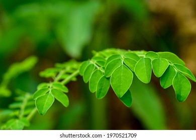 Leaves Of Drumstick Plant, A Medicinal Plant 