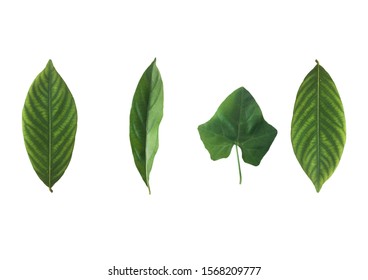 Leaves For Editing Are PNG File